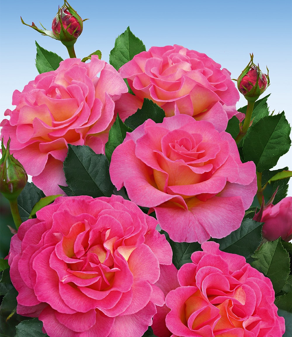 Rose parfumée 'Pink Paradise®'