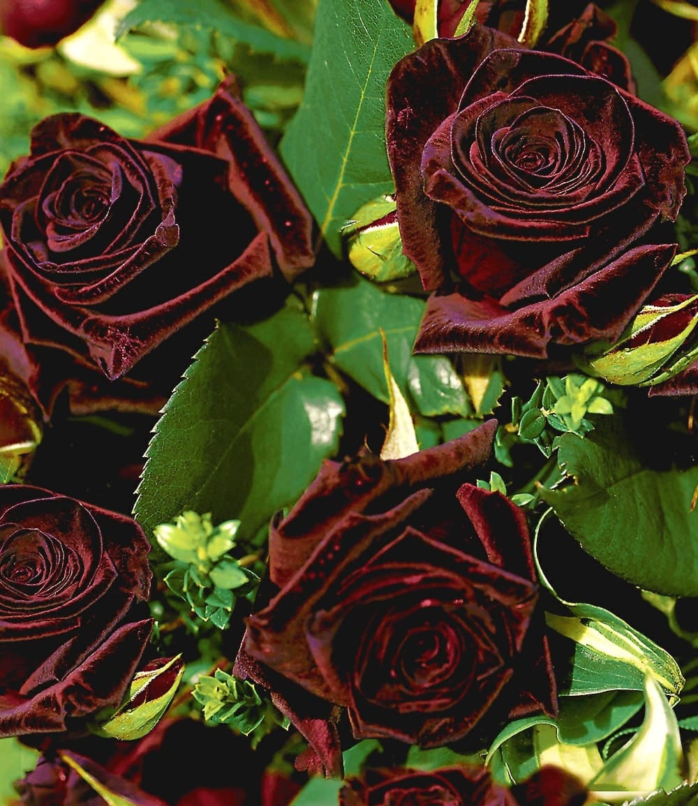 Rosier hybride de thé 'Black Baccara®'