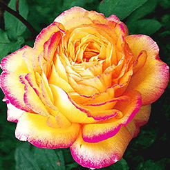 Rosiers de A à Z
