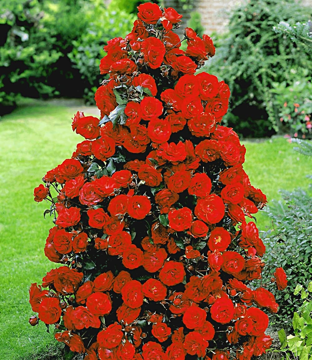 Rose arbustive parfumée rouge