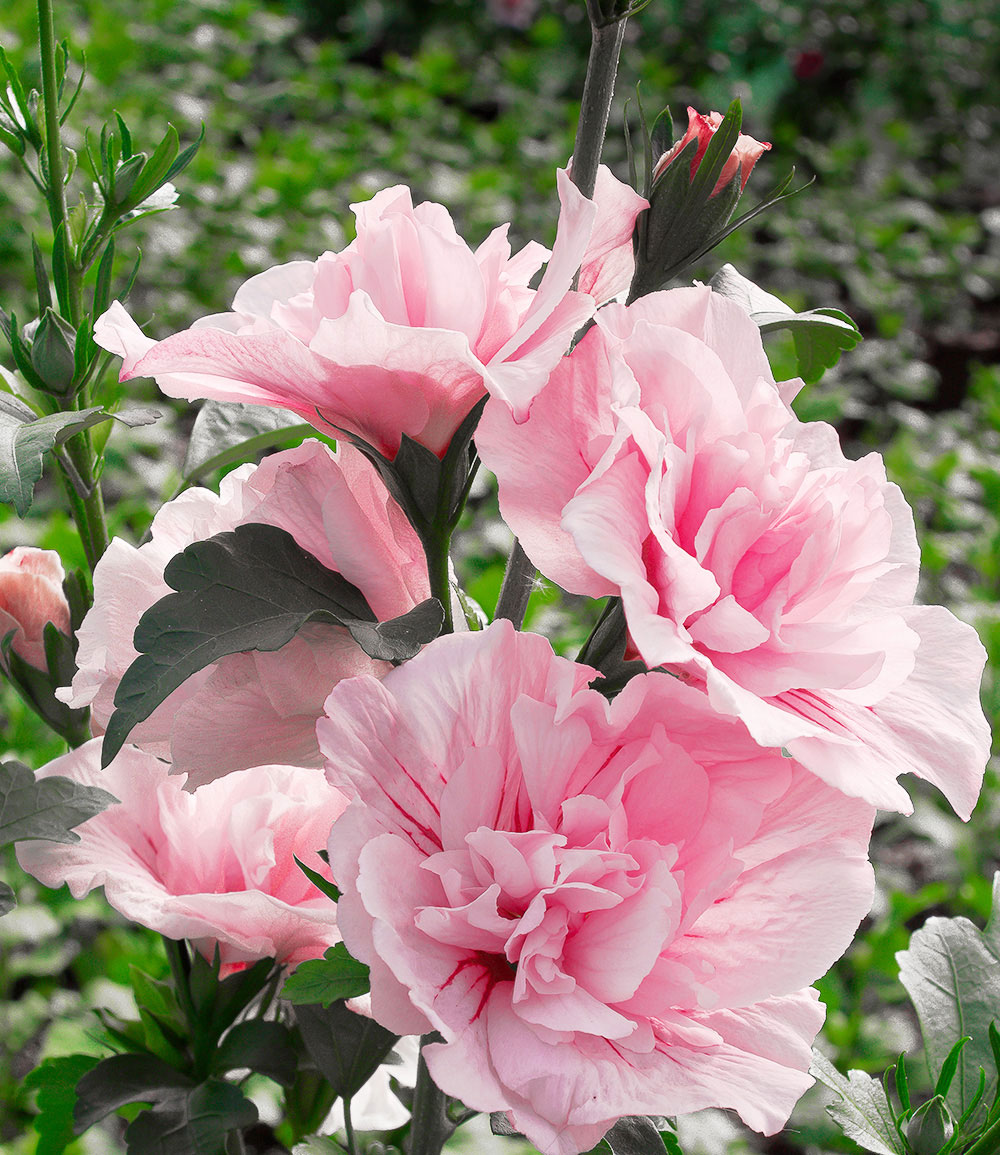 Hibiscus à fleurs doubles 'Chiffon®' rose