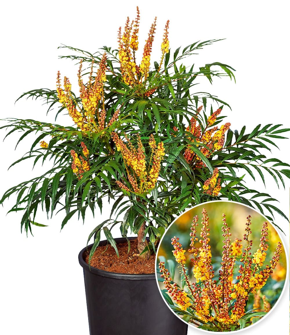 Mahonia Volcano® (MYOY®)