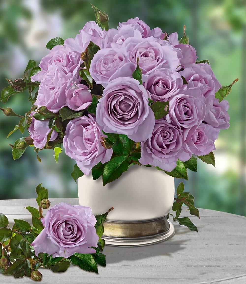 Rose parfumée 'Mamy Blue®'