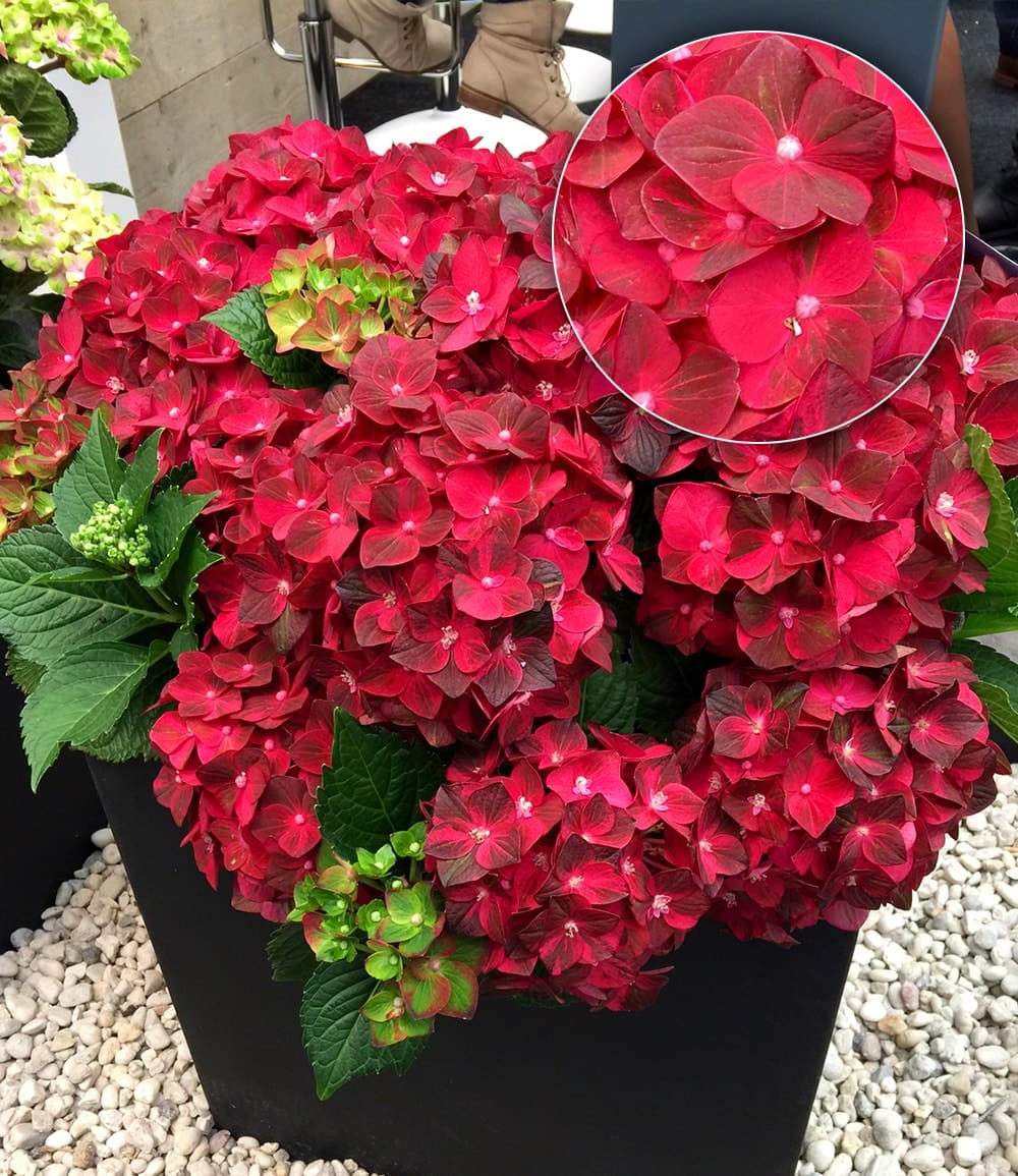 Hortensia d'extérieur 'Ruby Tuesday®'