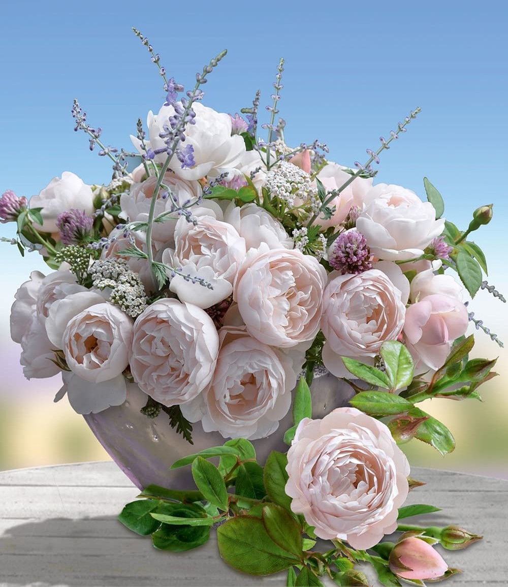 Rosier parfumé 'Vichy®'