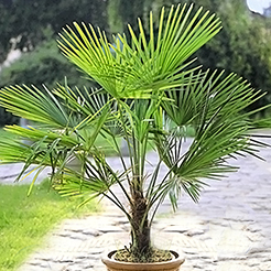 Plantes exotiques rustiques
