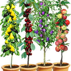 Fruitiers colonnaires