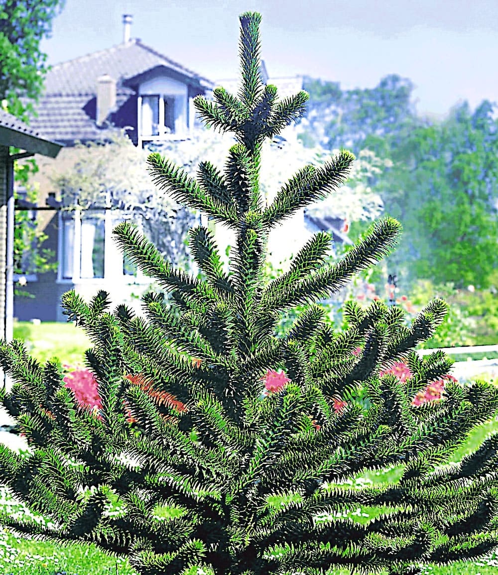 Arbre queue de singe (Araucaria)