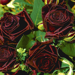 Rosiers par couleur