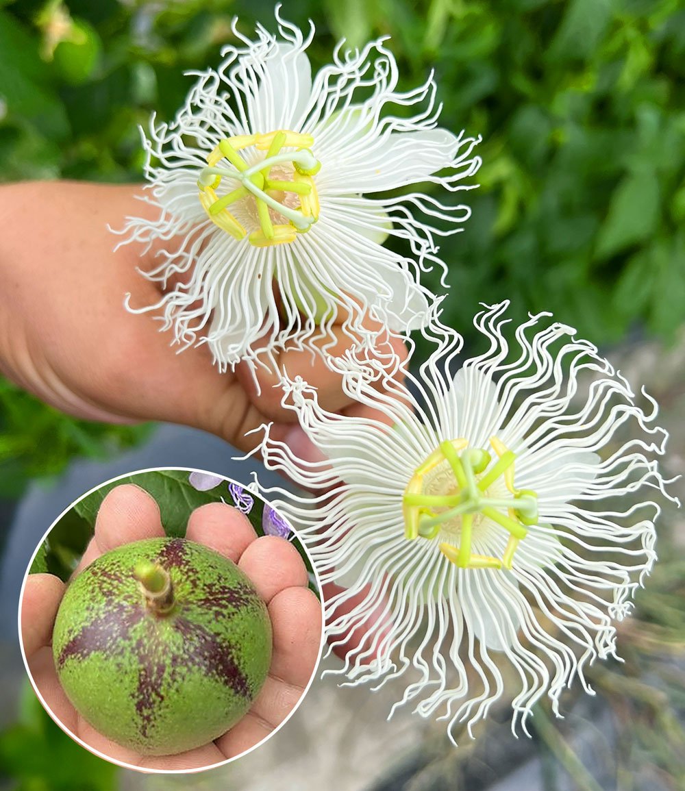 Passiflore rustique Cooltropics® 'Snowstar®'