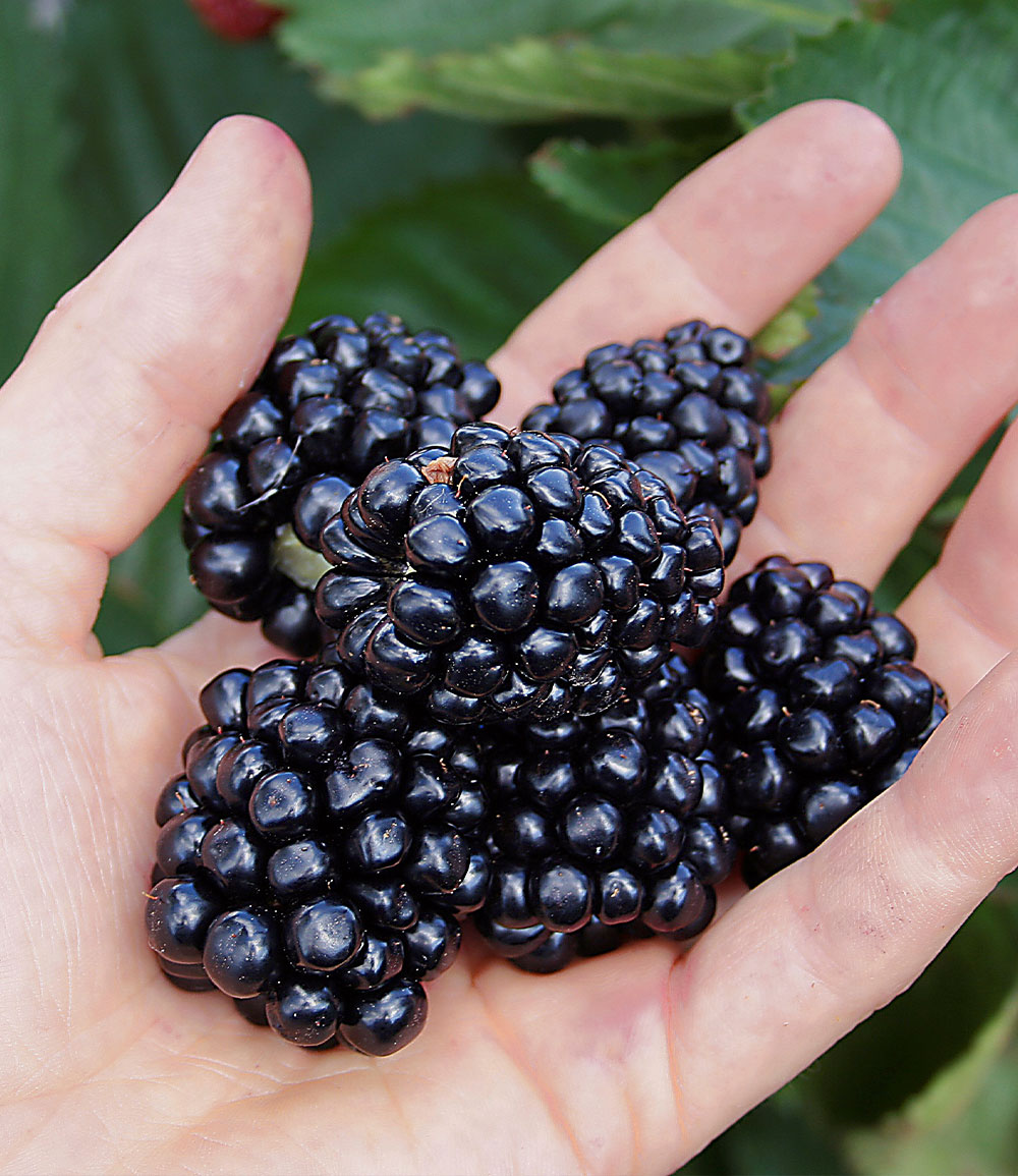 Mûrier 'Montblanc®'