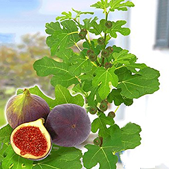 Arbres fruitiers en pot