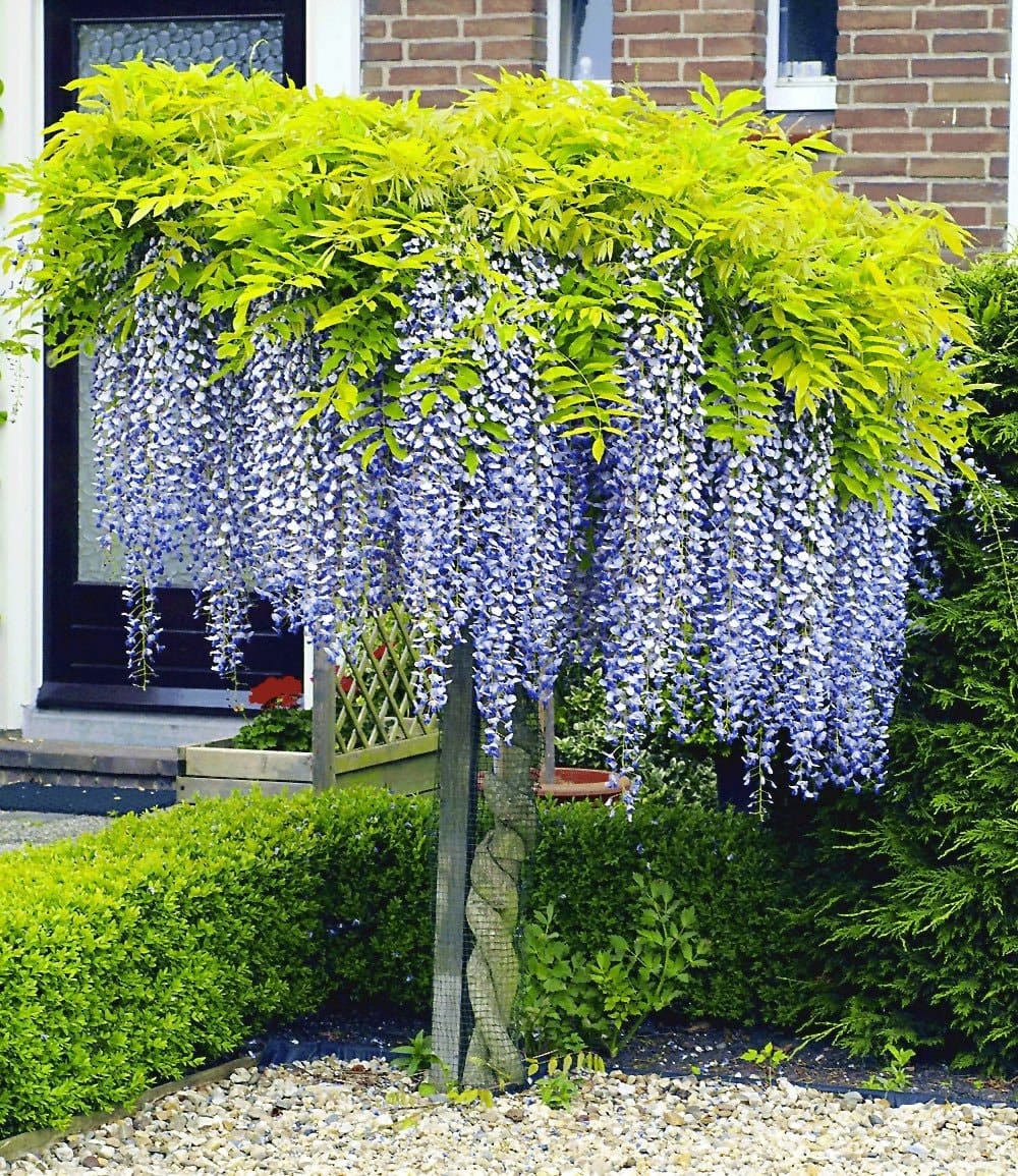 Glycine sur tige