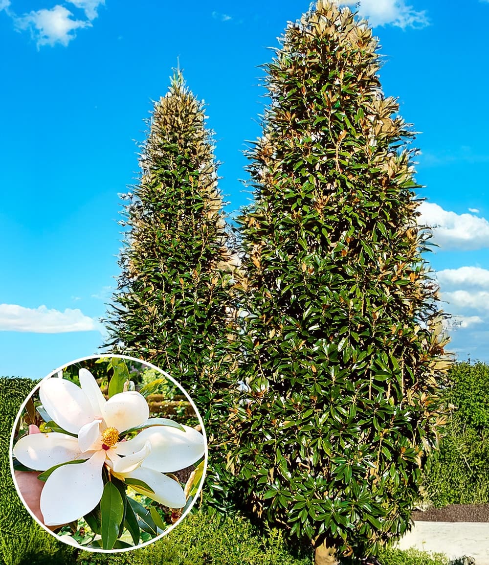 Magnolia grandiflora 'Alta®' à feuilles persistantes