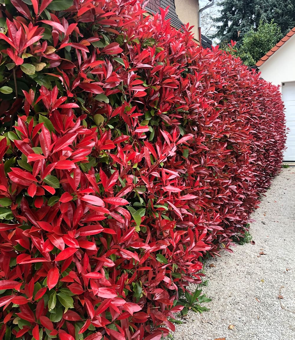 Haie de Photinia 'Red Robin' 5 plantes