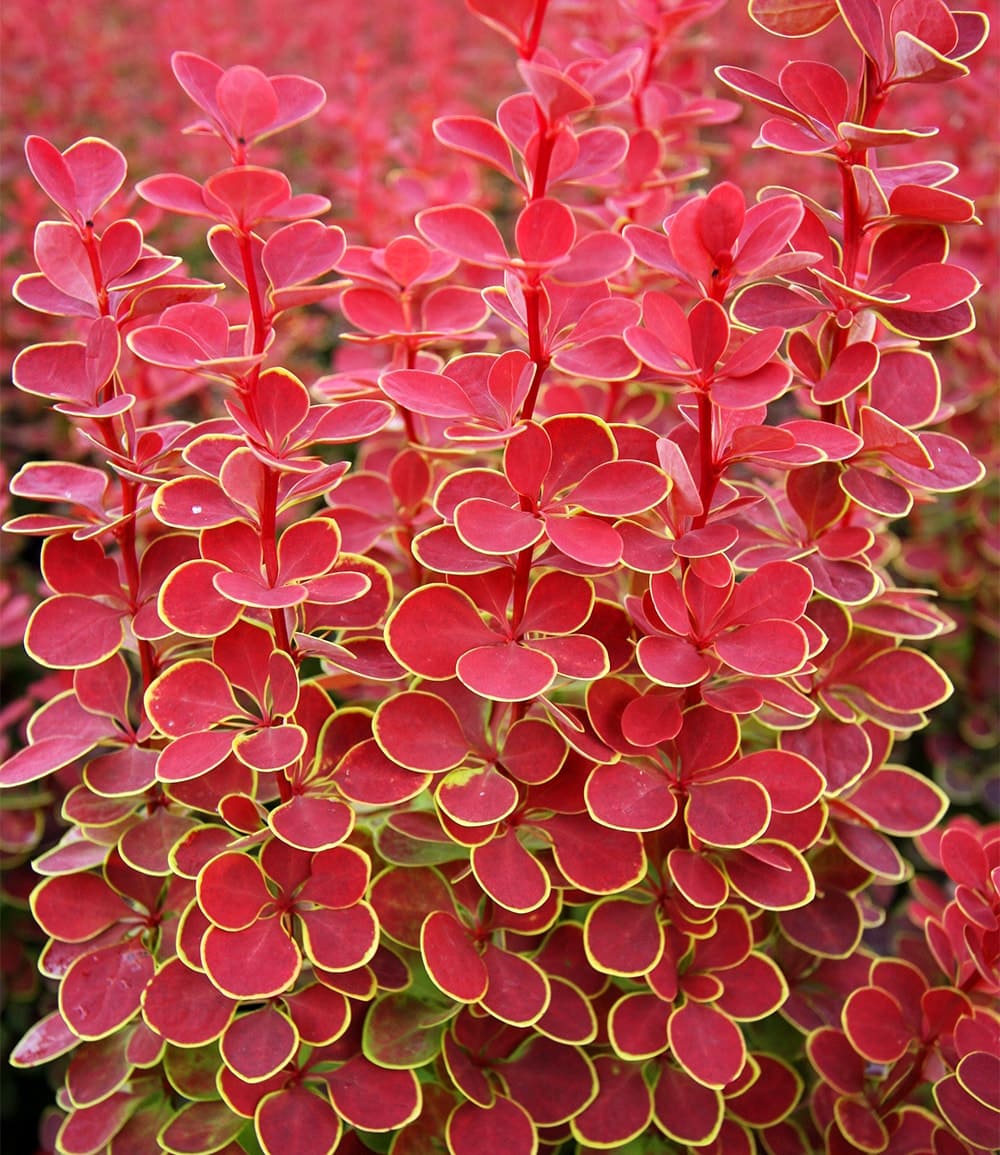 Épine-vinette 'Orange Sunrise'