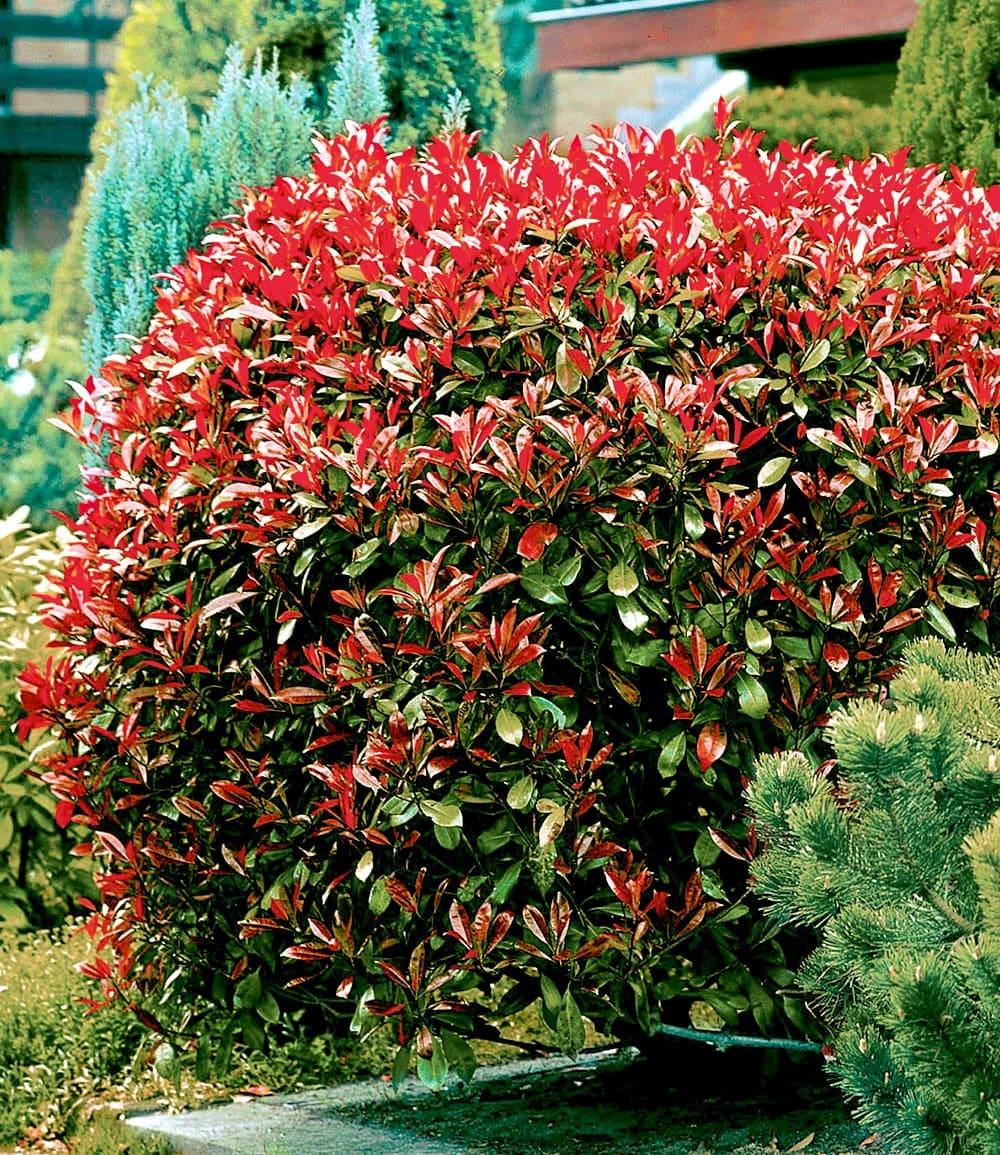 Haie de Photinia 'Red Robin' - 1 plante en ligne | BALDUR