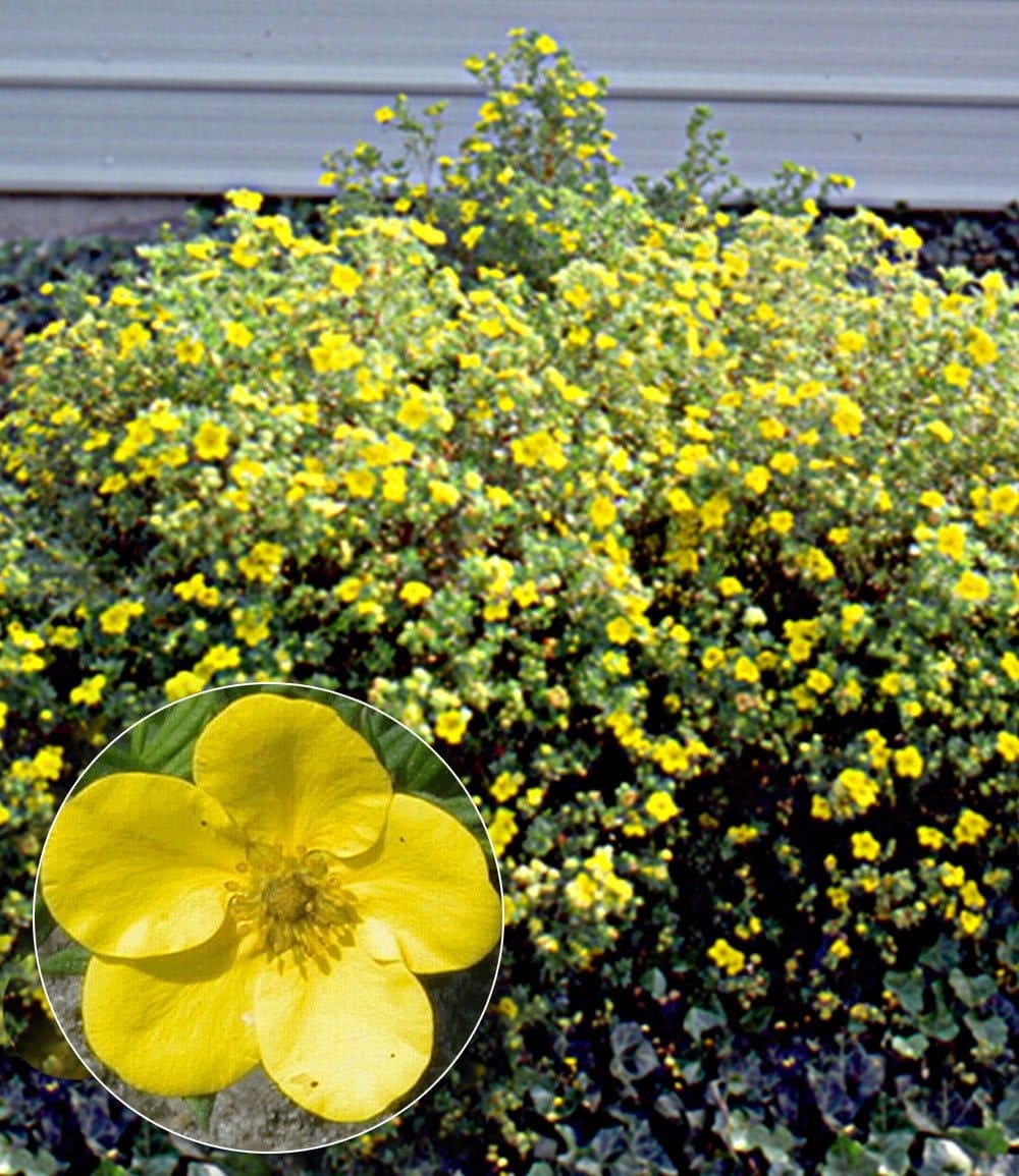 Potentilla fruticosa Goldfinger