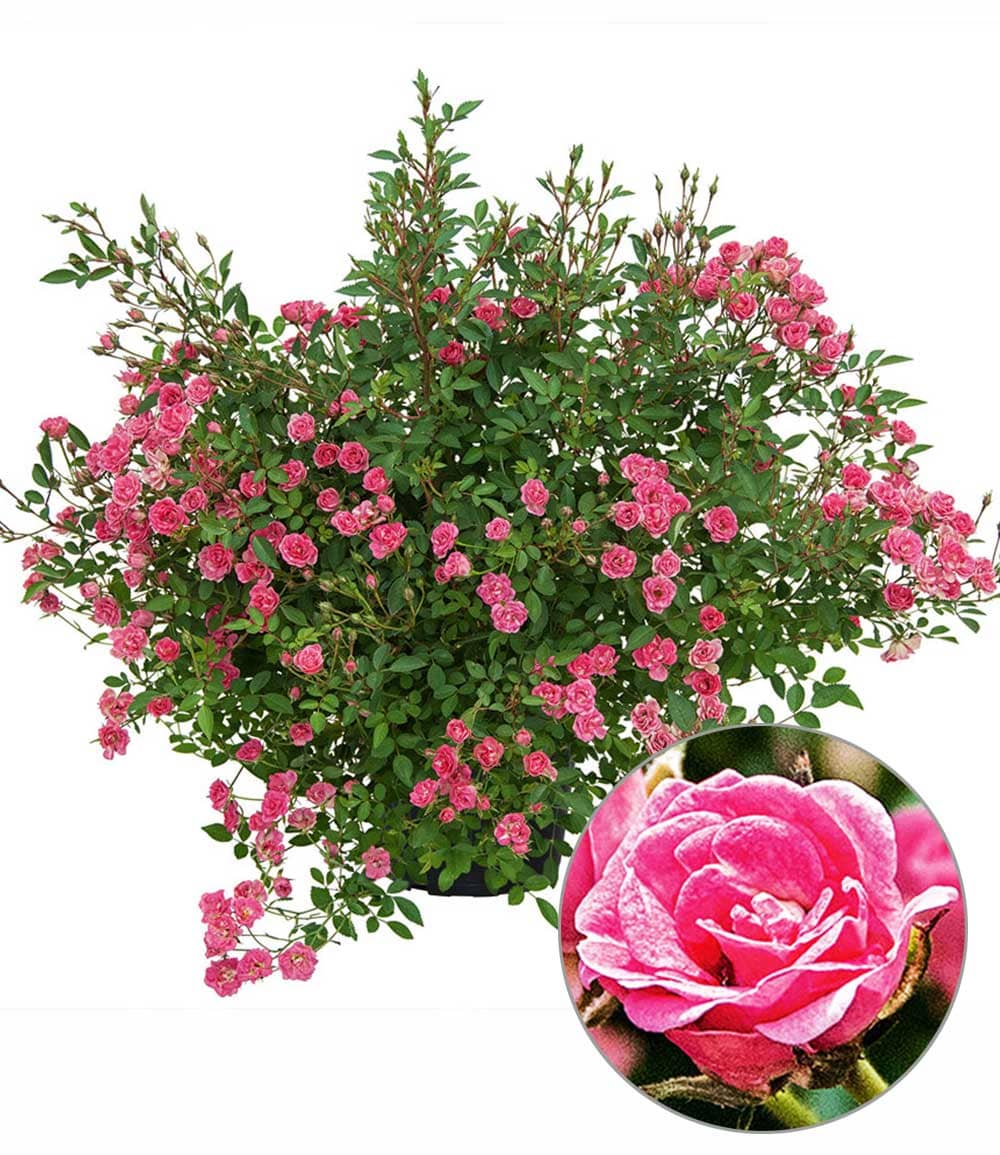 Lilly Rose® 'Wonder5'
