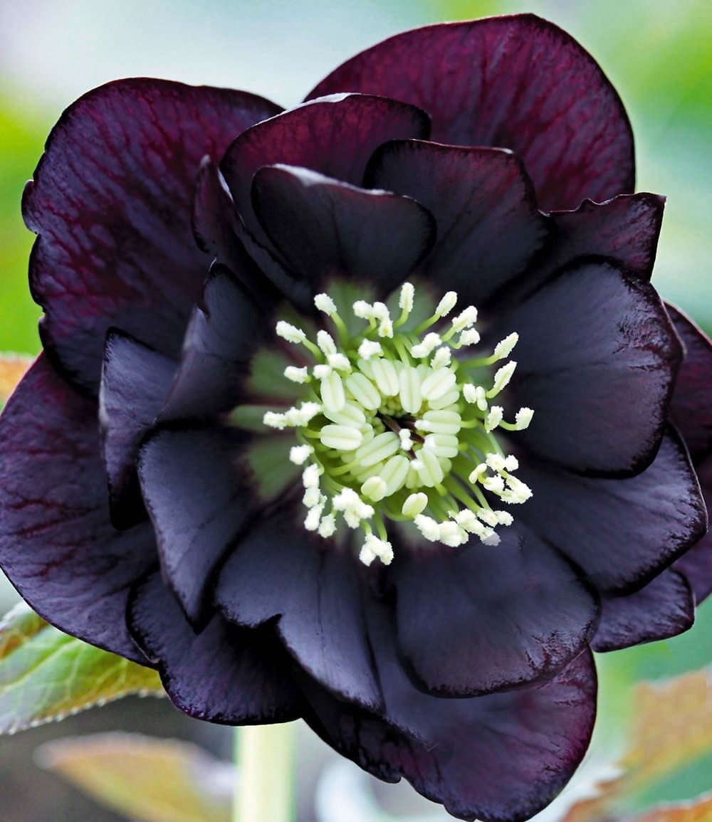 Hellébore double 'Black Swan'