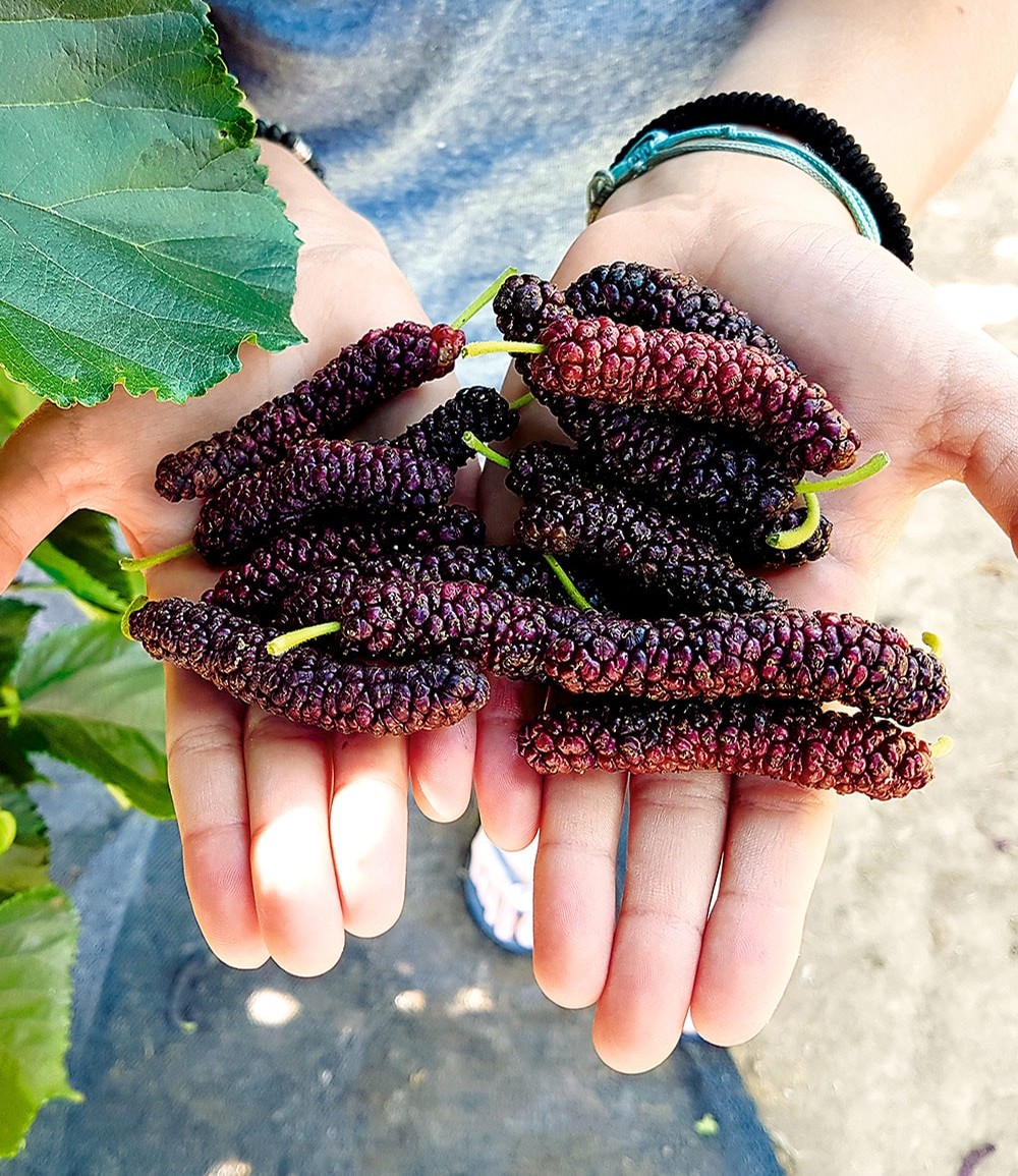 Mûrier 'Pakistan Red'