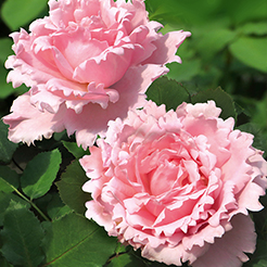 Rosiers GEORGES DELBARD