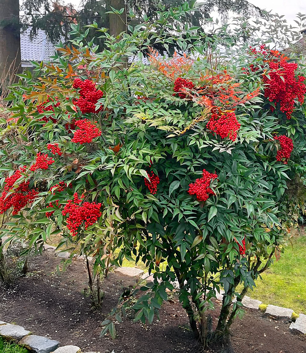 Bambou sacré Nandina domestica