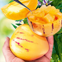 Fruitiers de A à Z