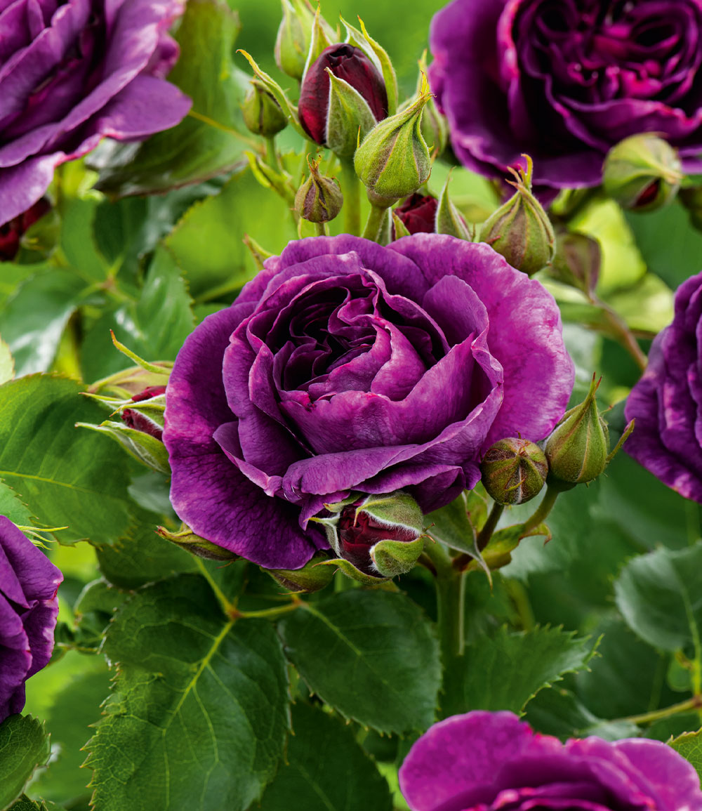 Rose de massif 'Minerva®'