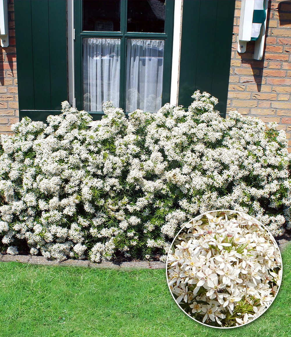 Oranger du Mexique 'White Dazzler®'