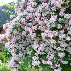 Arbustes à fleurs
