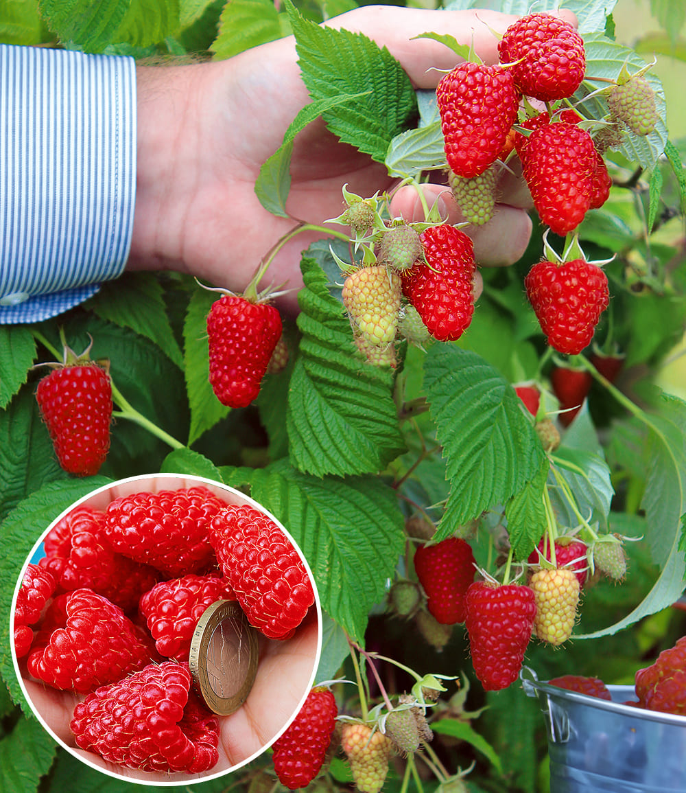 Mûrier géant Primeberry® Autumn Happy®