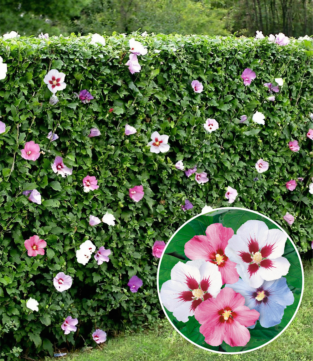Haie d'hibiscus