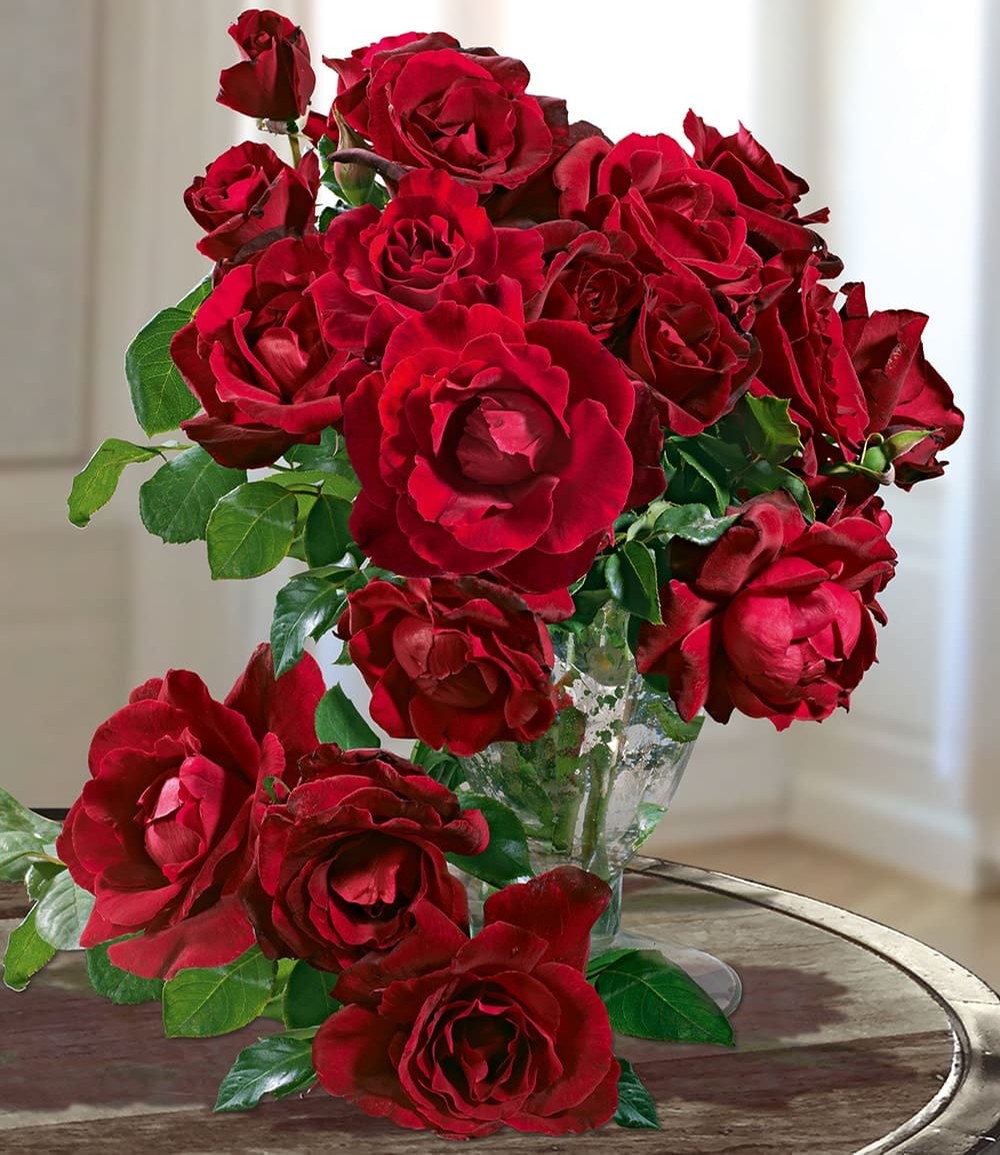 Rose Parfumée 'Le Rouge et le Noir®'