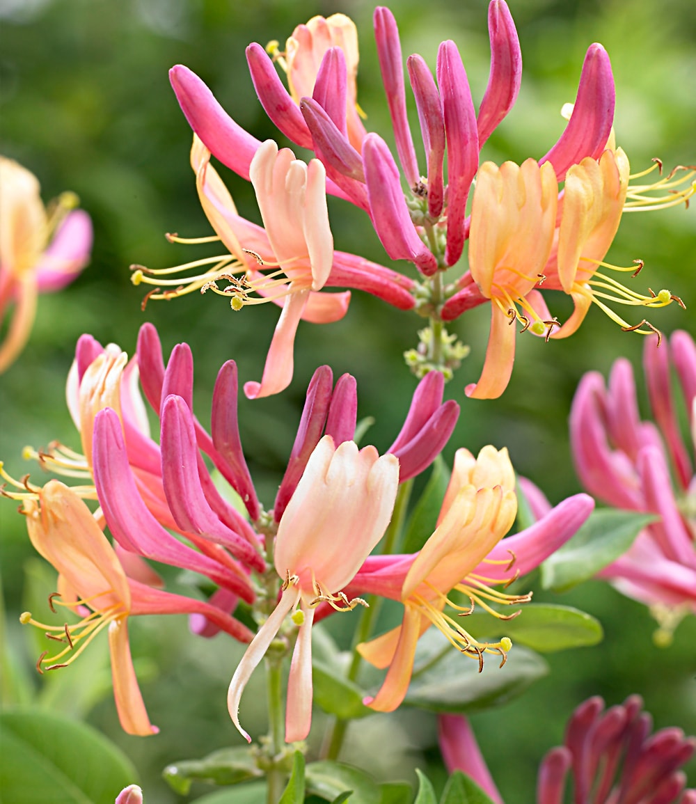 Chèvrefeuille 'Goldflame'