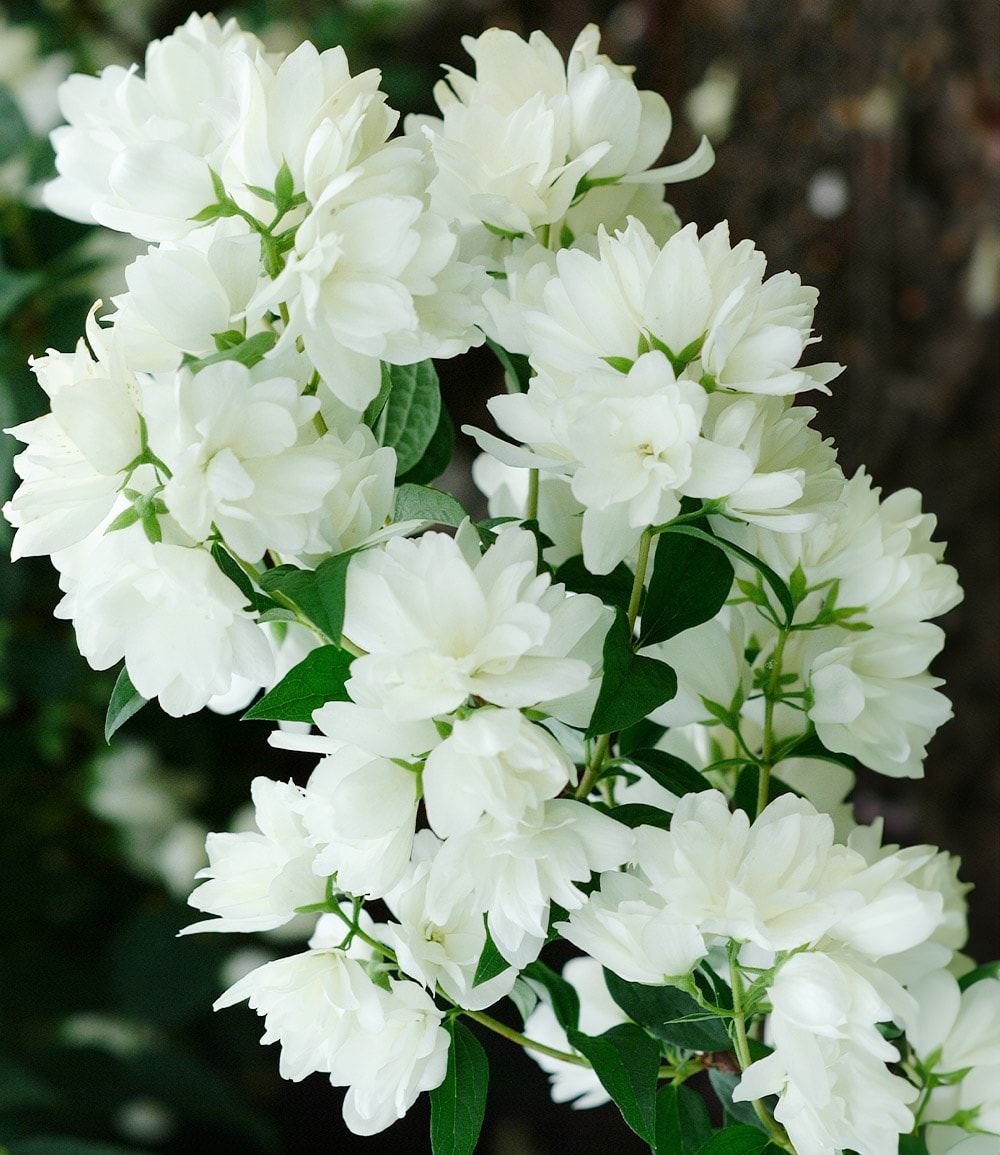 Seringat Blanc Neige
