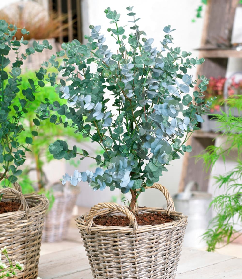 Eucalyptus rustique 'Azura®' en pot XXL