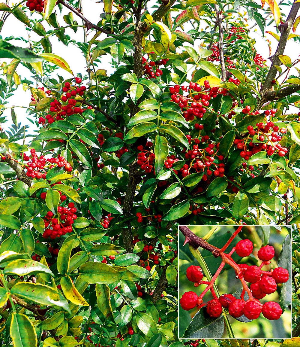 Poivre du Sichuan