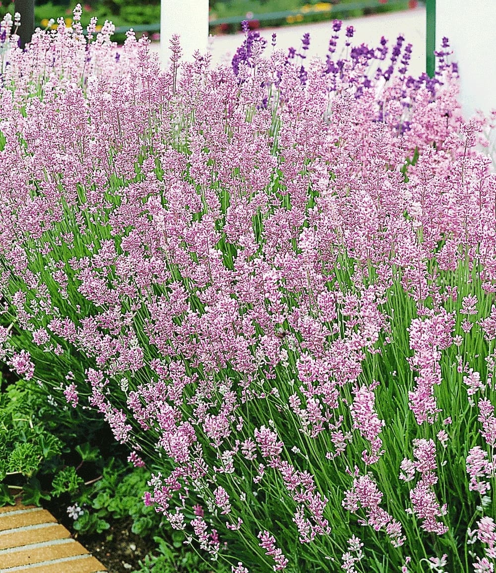 Lavande parfumée 'Rosa'