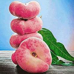 Arbres fruitiers