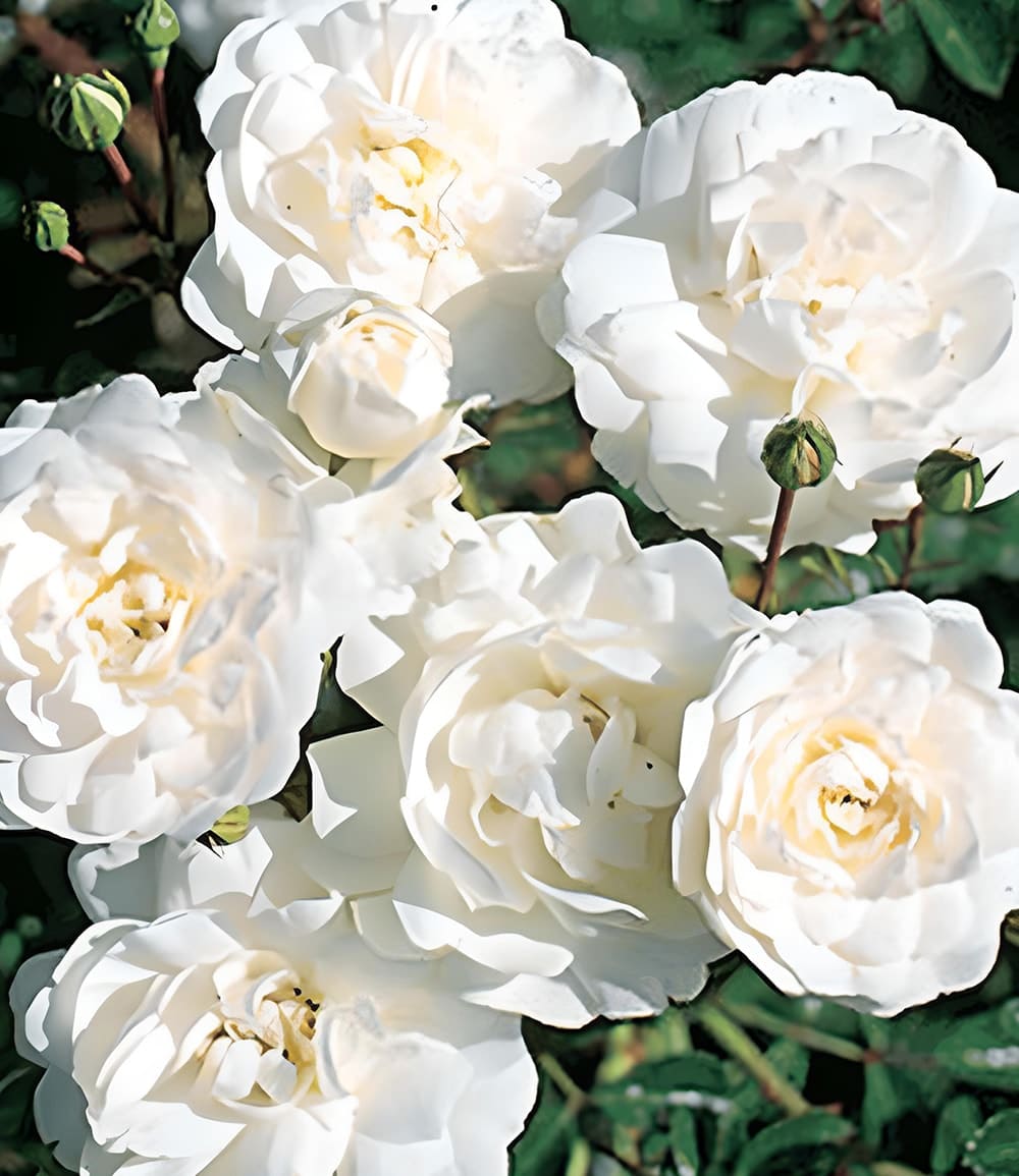 Rosier 'Sea Foam'