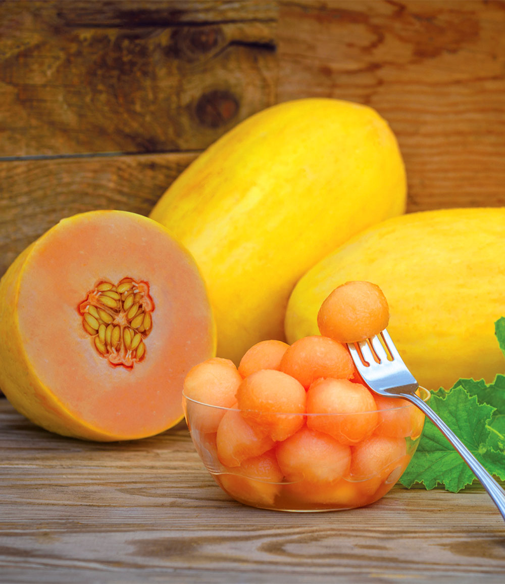 Melon mangue 'Mangomel' F1