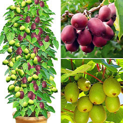 Fruitiers - Collections