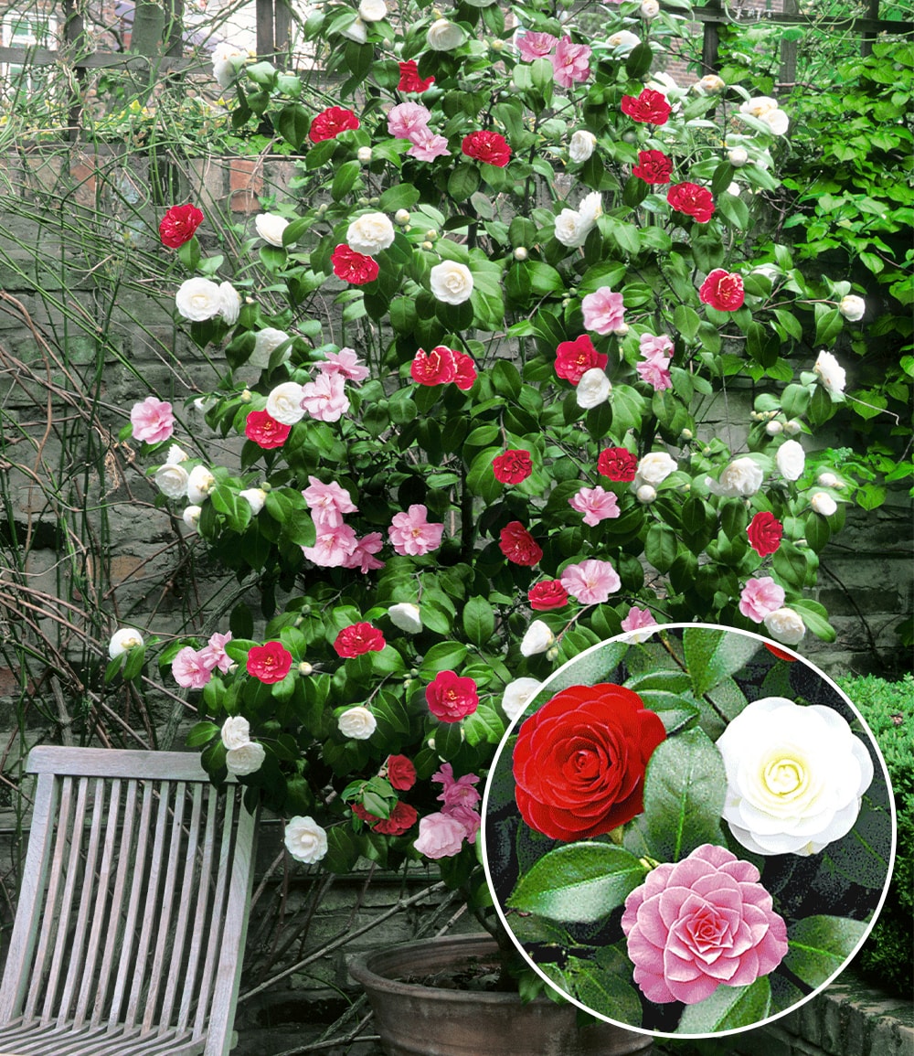 Camélia d'extérieur rustique 'Tricolor'