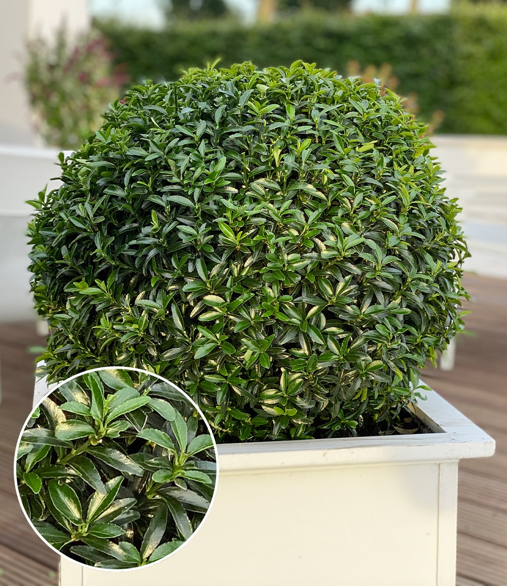 Fusain 'Green Empire®'