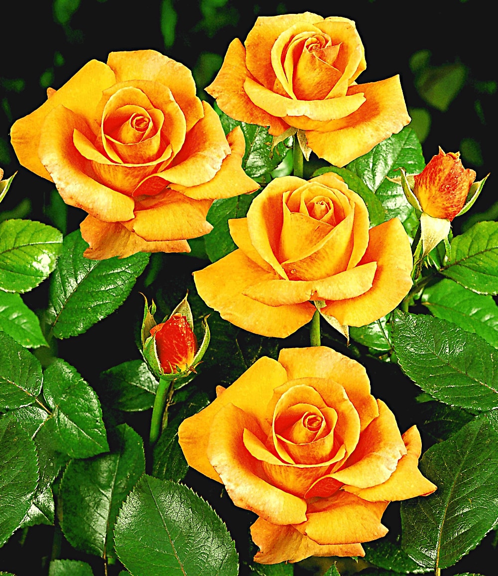 Rose élégante 'Maja Oetker®'