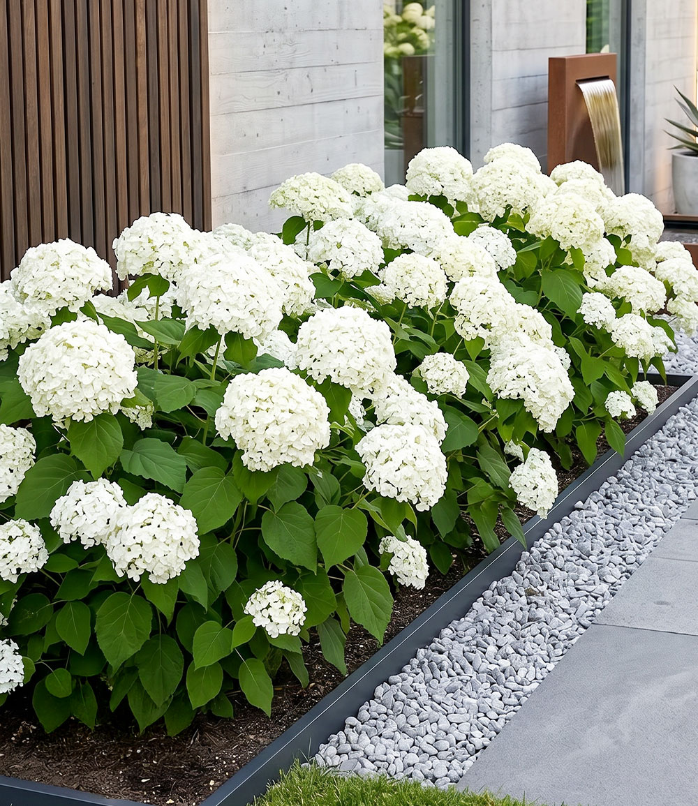 Hortensia boule de neige 'Annabelle'