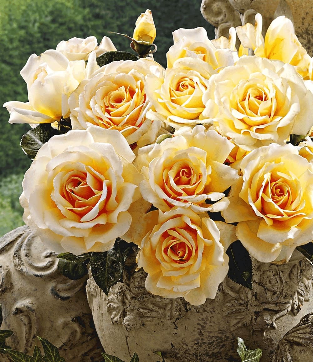 Rosier Parfumé 'Angie®'