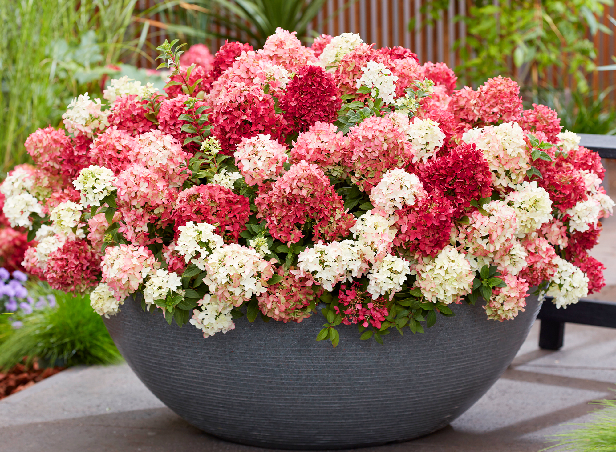 Hortensia bas 'Groundbreaker® Ruby®'
