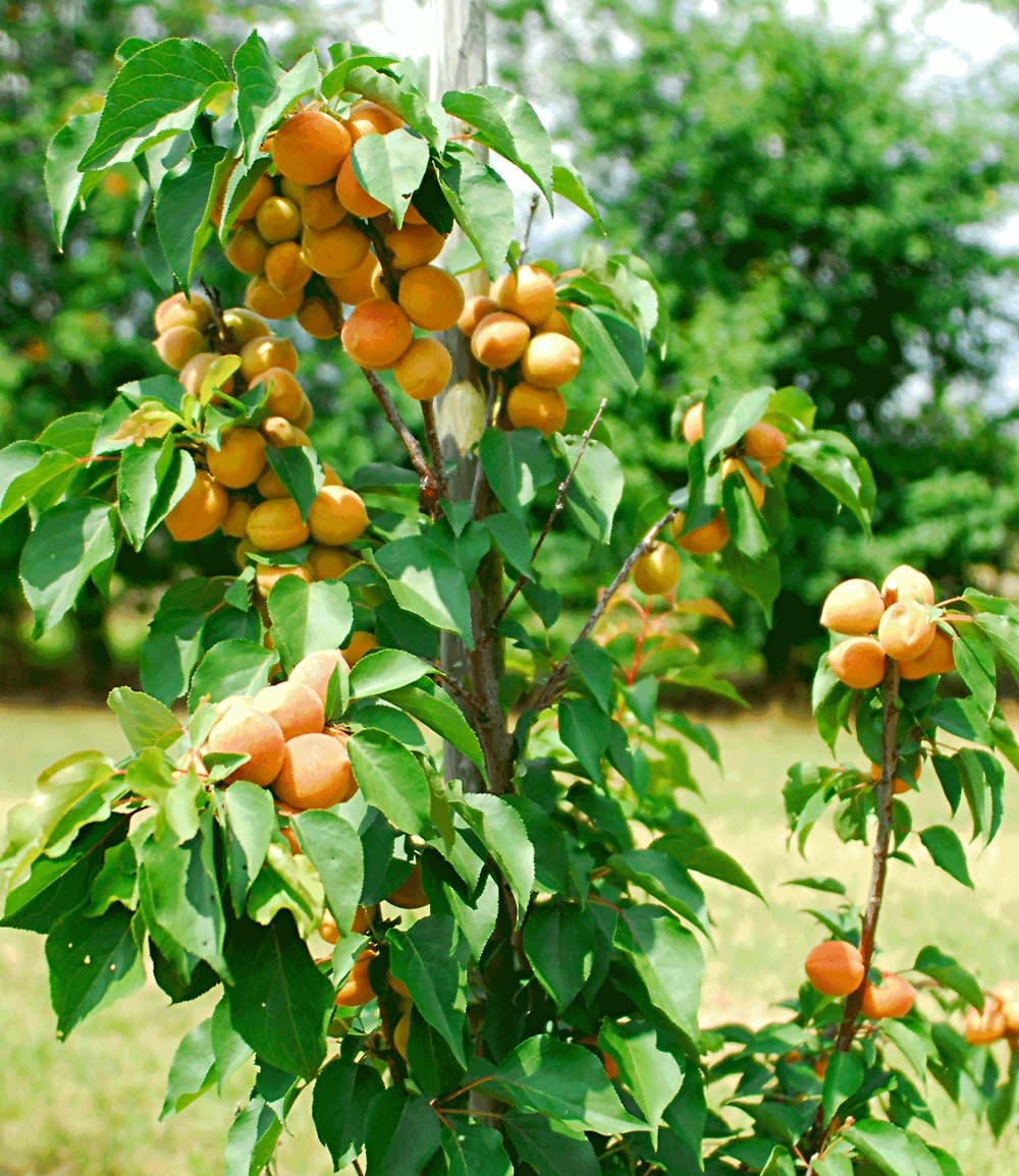 Abricotier colonnaire 'Armi Col®'